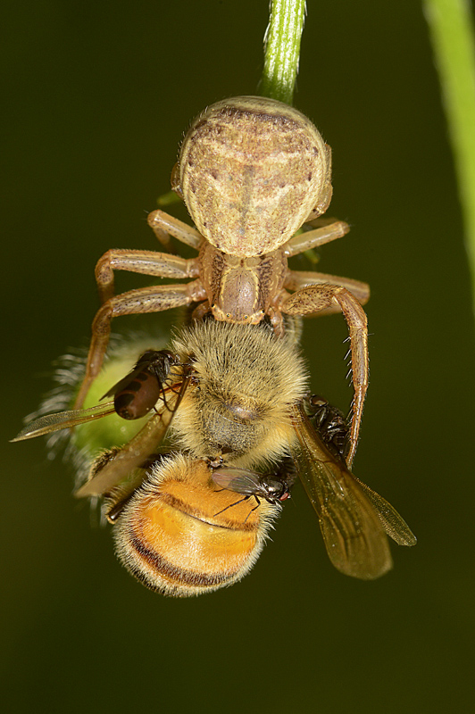 Xysticus sp. -  Monte Grappa (TV)